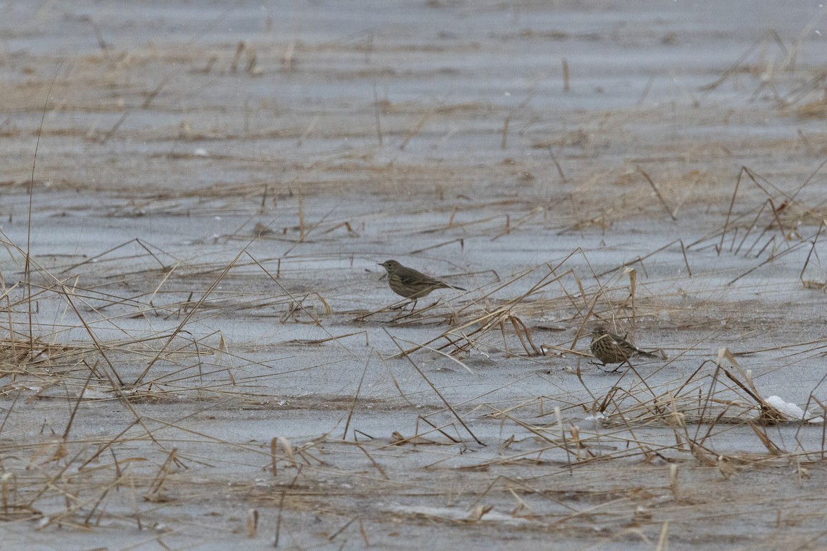 American Pipit - ML646545389