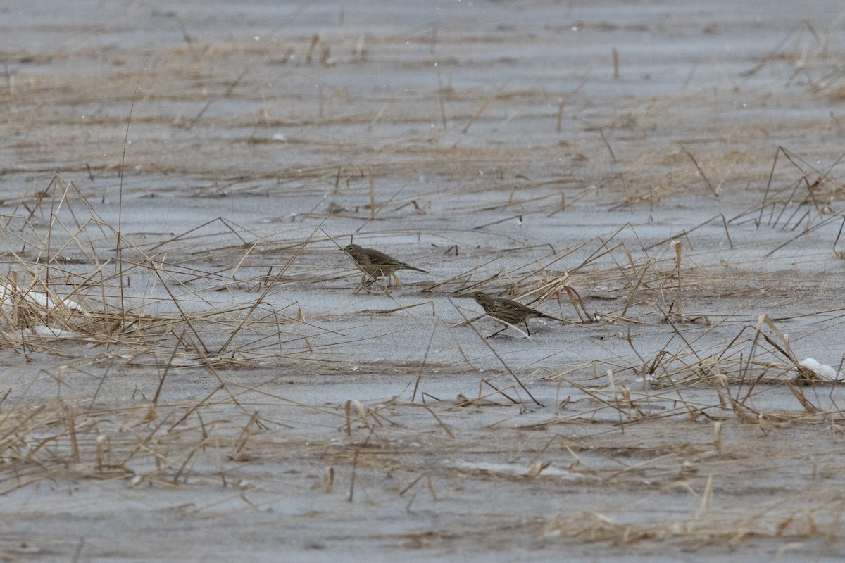 American Pipit - ML646545390