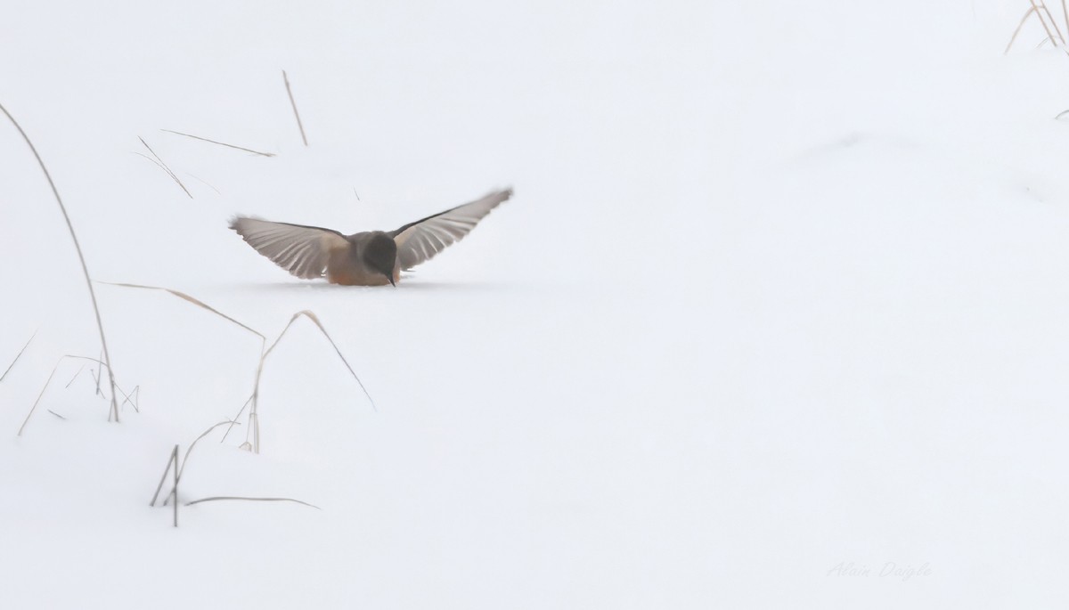 eBird Checklist - 7 Dec 2025 - Chem Frank - 1 species