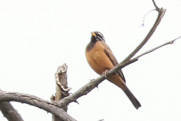 Cinnamon-breasted Bunting - ML646545398