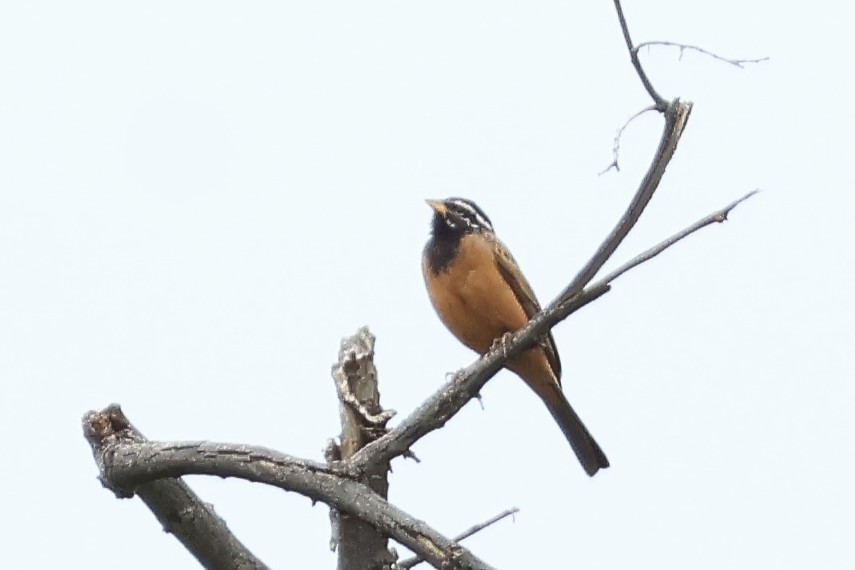 Cinnamon-breasted Bunting - ML646545399
