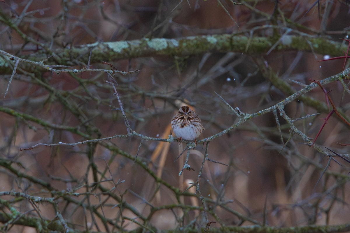 Song Sparrow - ML646545400