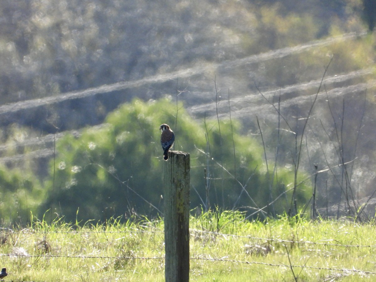 American Kestrel - ML646545403