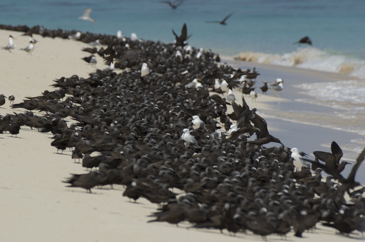 Tiñosa Boba - ML646545404