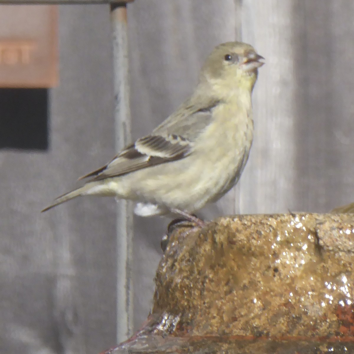 Lesser Goldfinch - ML646545405