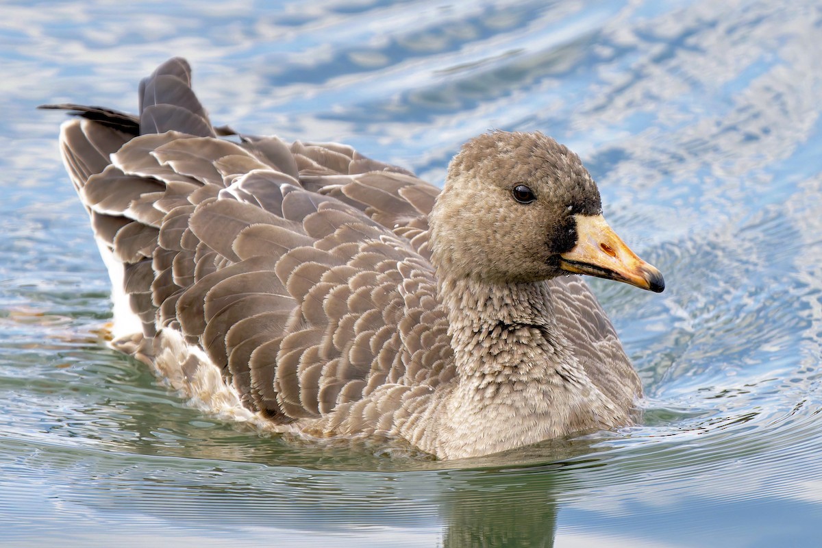 Greater White-fronted Goose - ML646545406