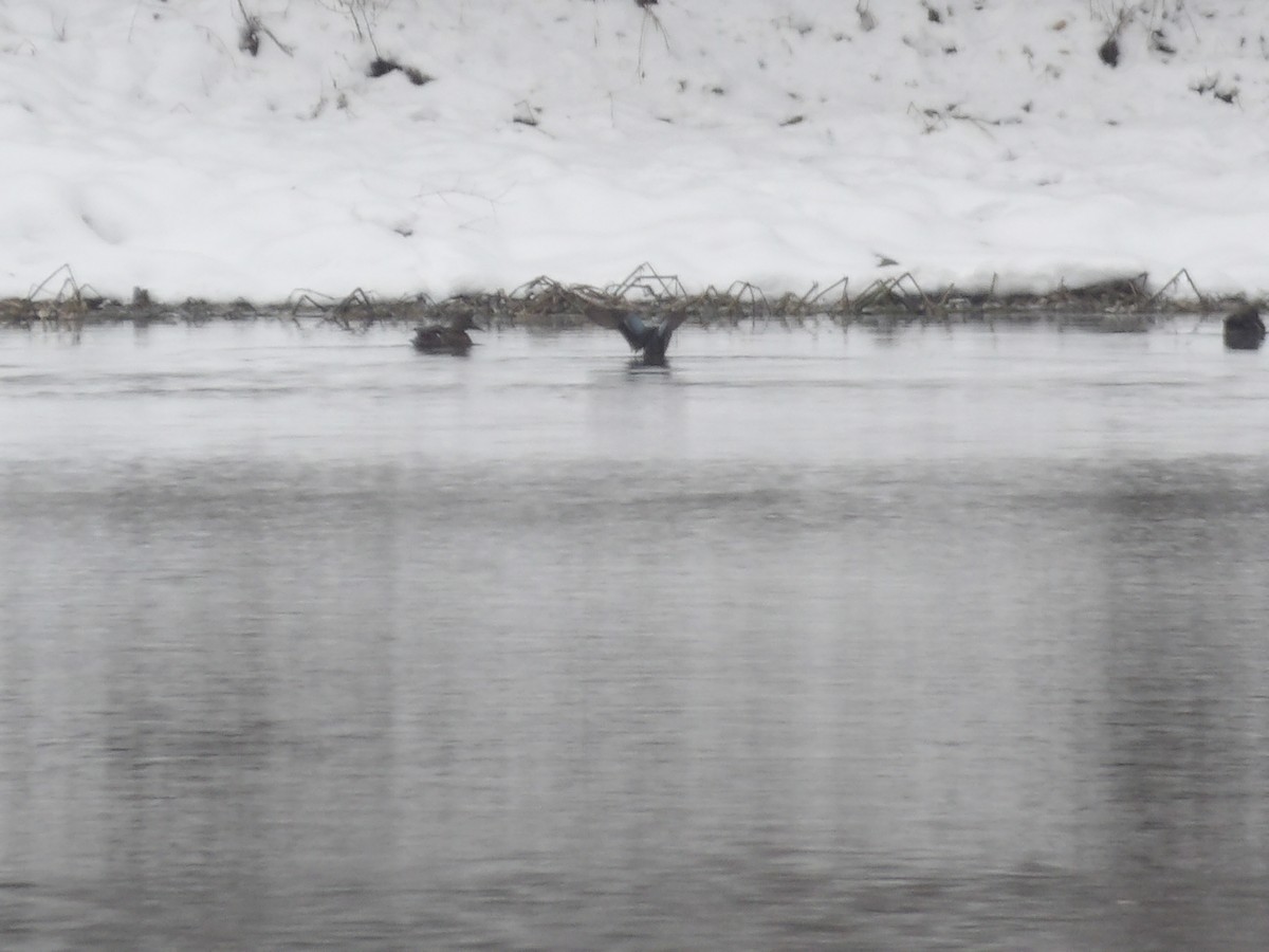 Marzaiola americana - ML646545408