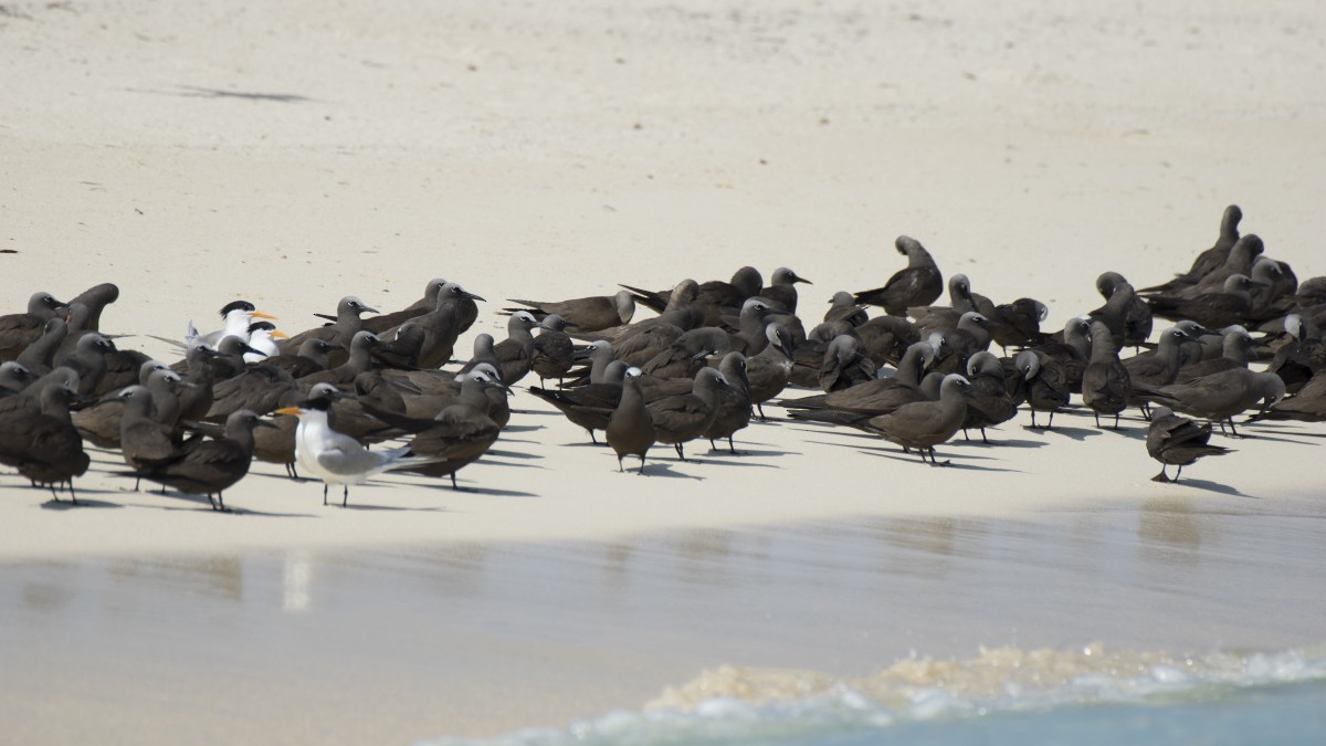 Tiñosa Boba - ML646545419