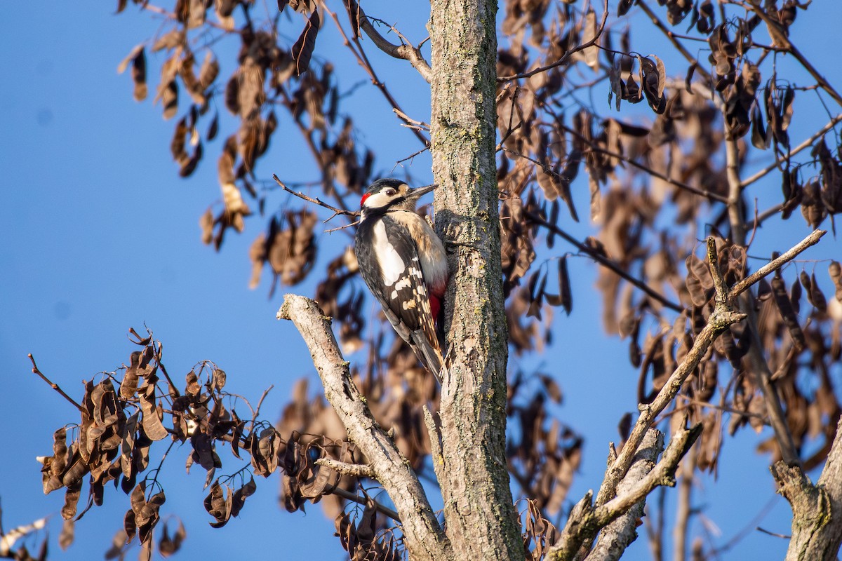 נקר עקוד - ML646545428