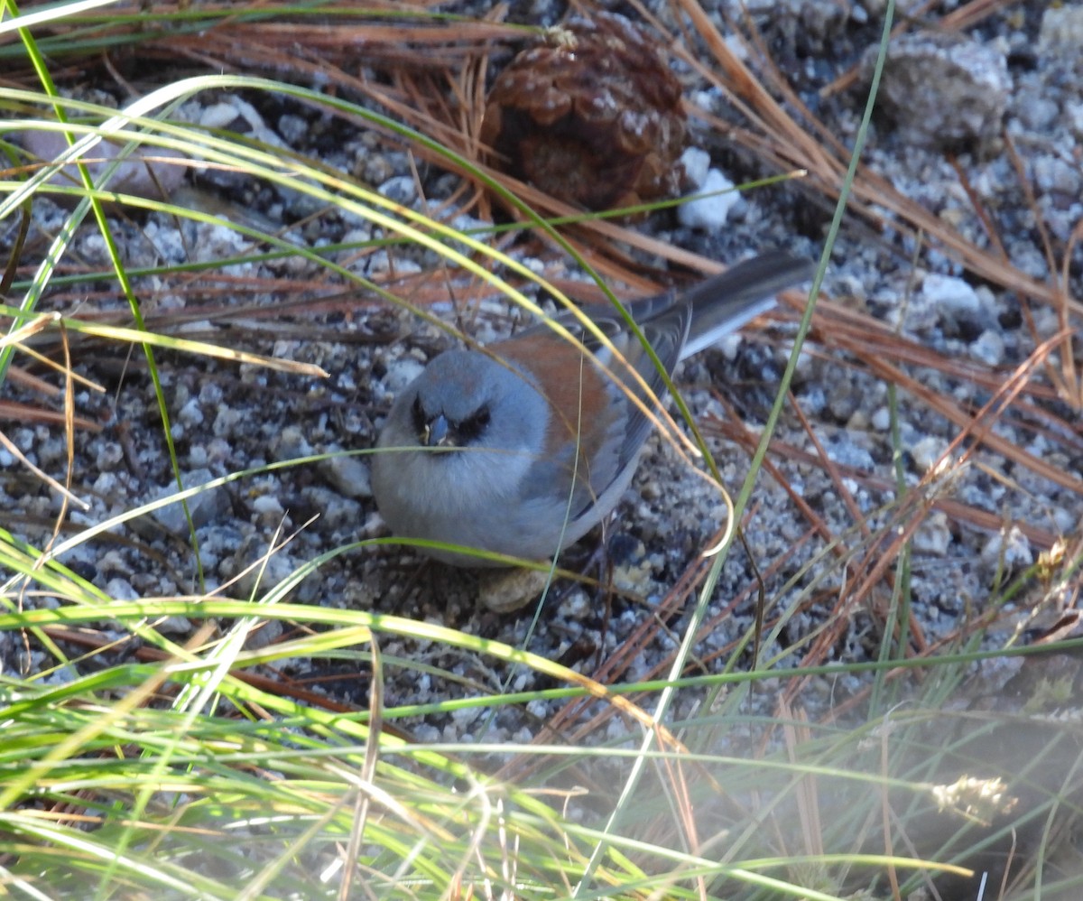 Юнко сірий (підвид dorsalis) - ML646545435