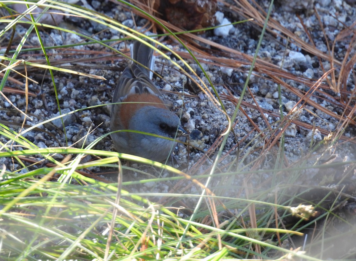 Юнко сірий (підвид dorsalis) - ML646545436