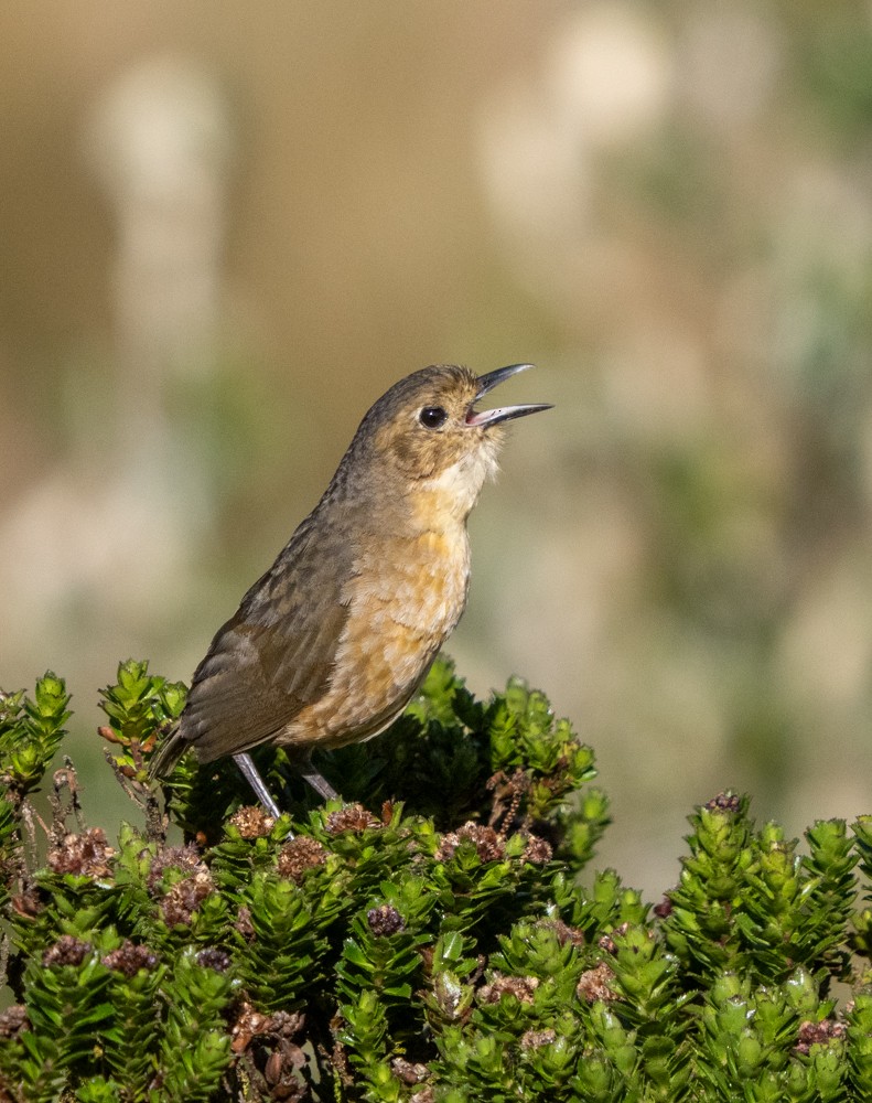 Grallaire de Quito - ML646545438