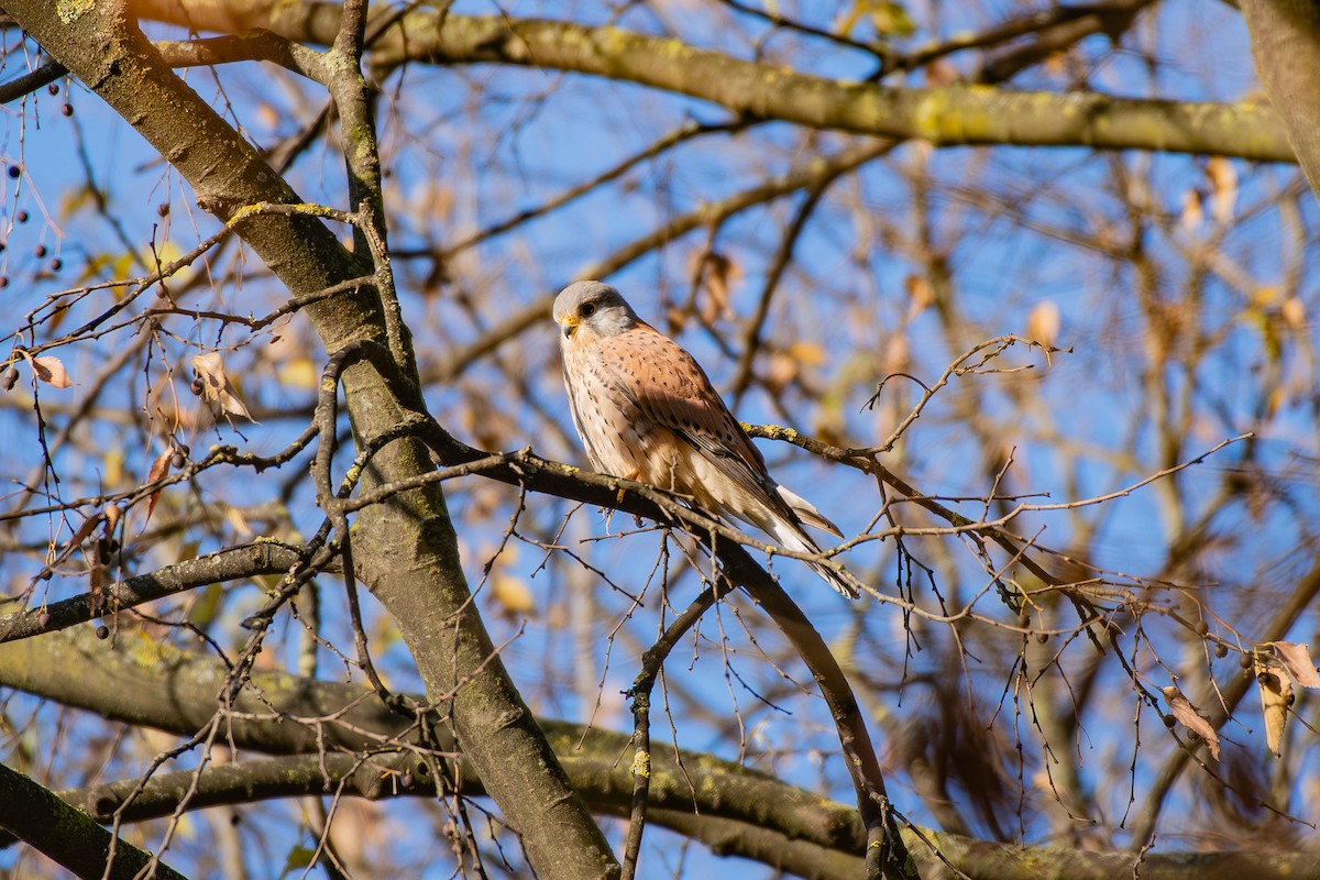 בז מצוי - ML646545439