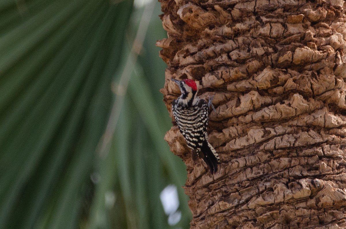Ladder-backed Woodpecker - ML646545440