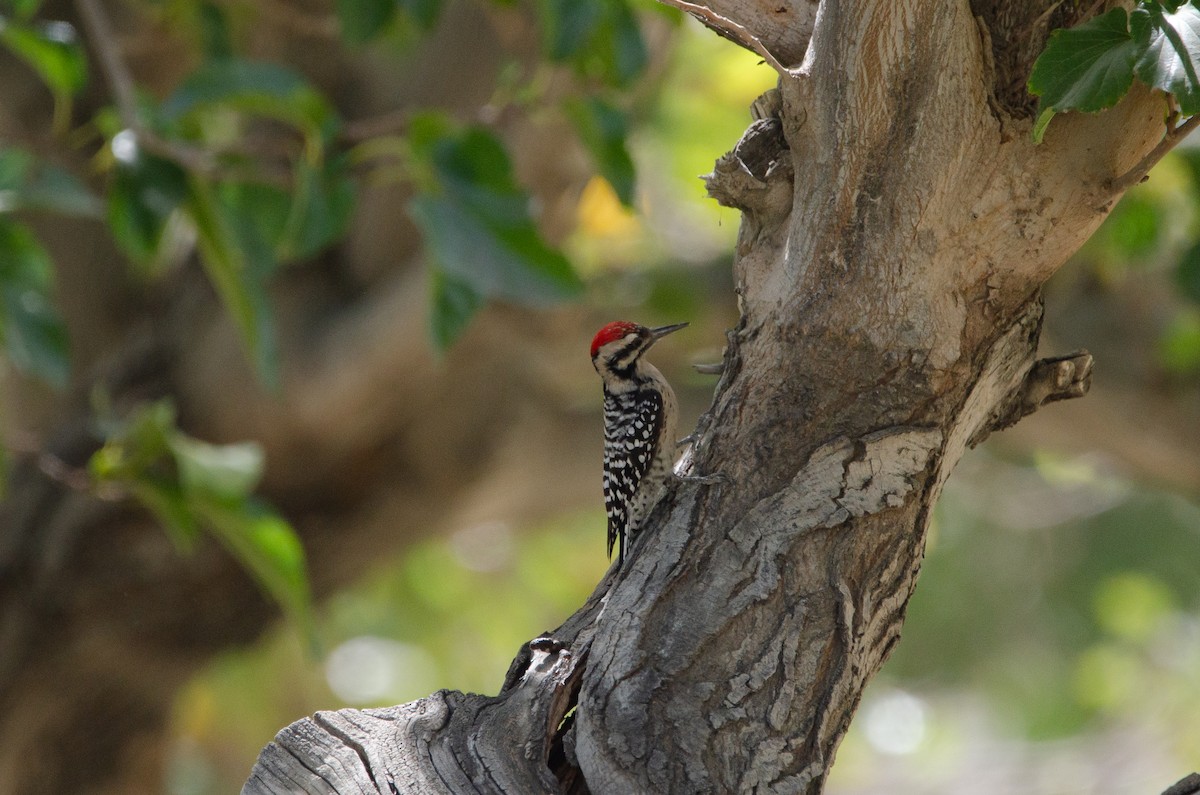 Ladder-backed Woodpecker - ML646545441