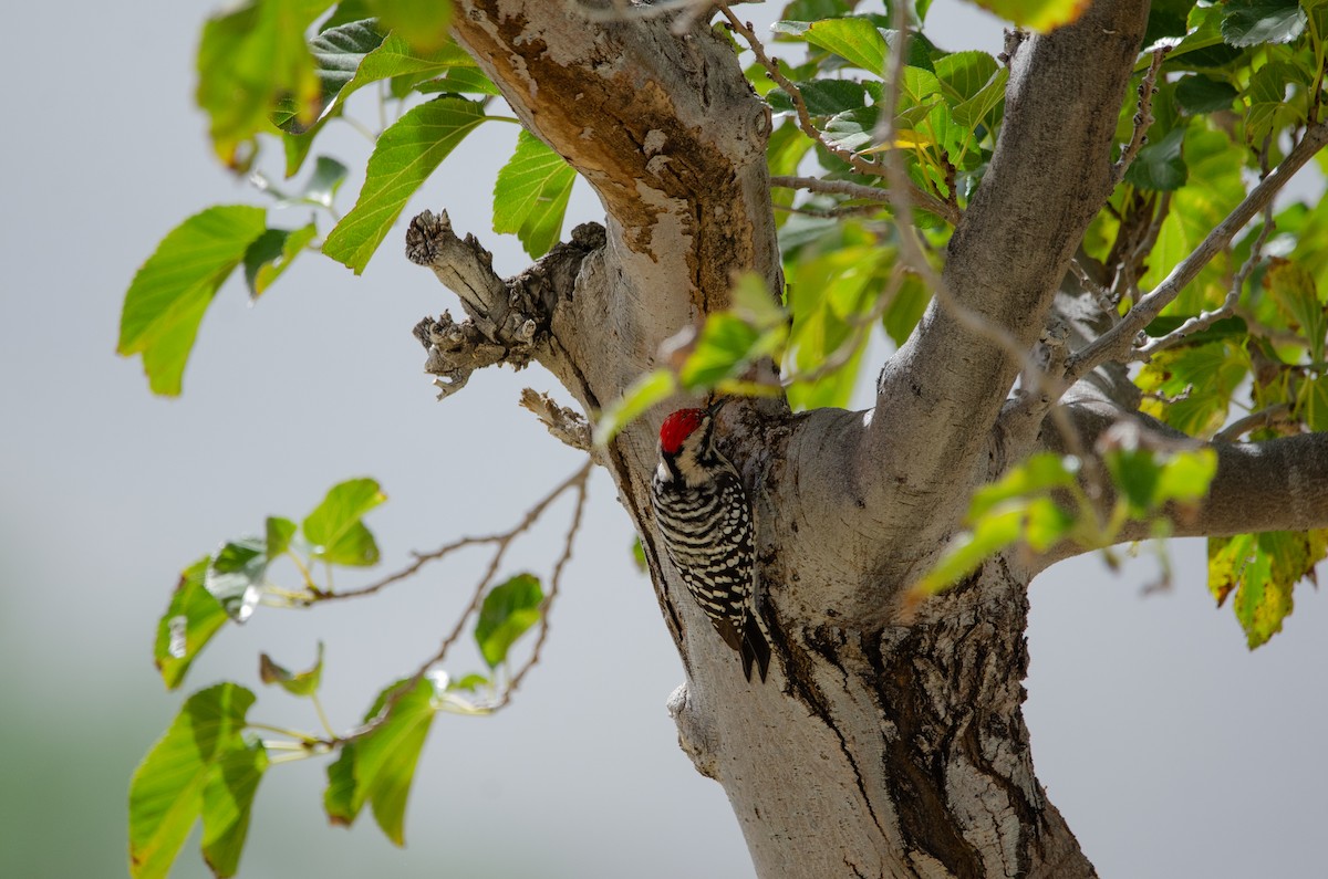 Ladder-backed Woodpecker - ML646545442