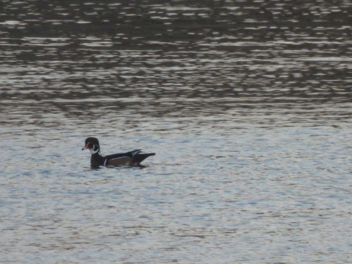 Wood Duck - ML646545446