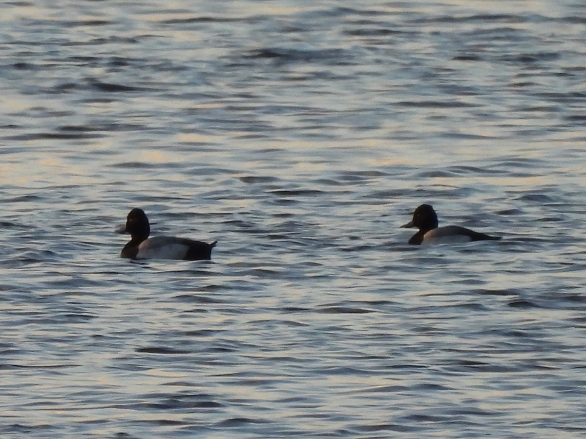 Lesser Scaup - ML646545450
