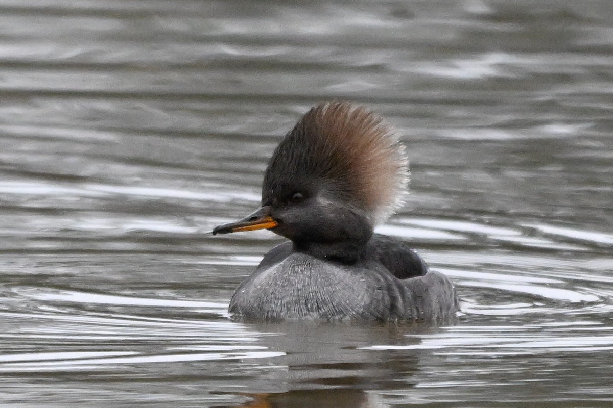 Hooded Merganser - ML646545451