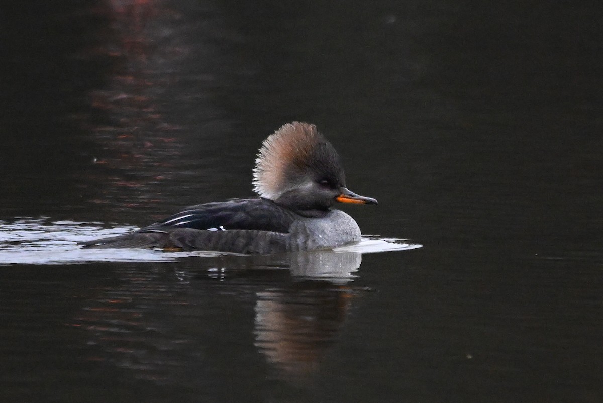 Hooded Merganser - ML646545452