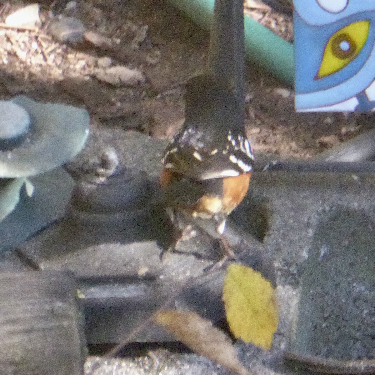 Spotted Towhee - ML646545453