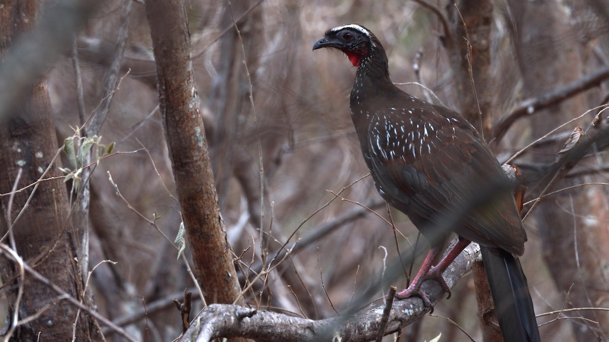 Pava Yacucaca - ML646545454