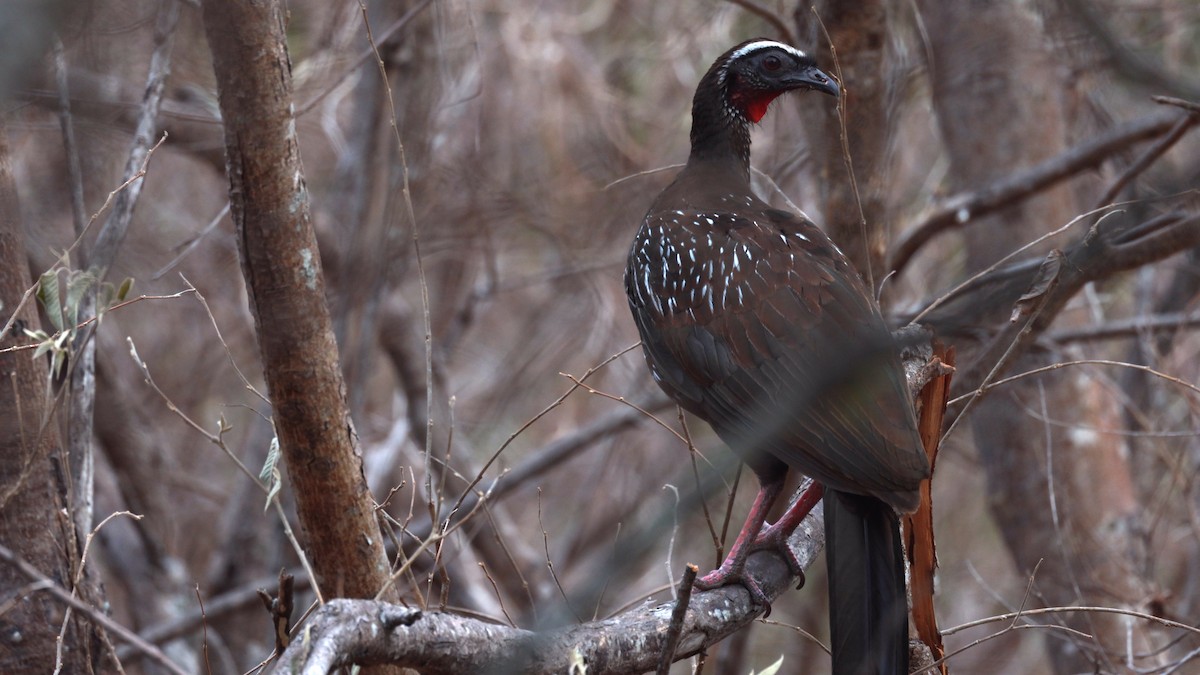 Pava Yacucaca - ML646545456