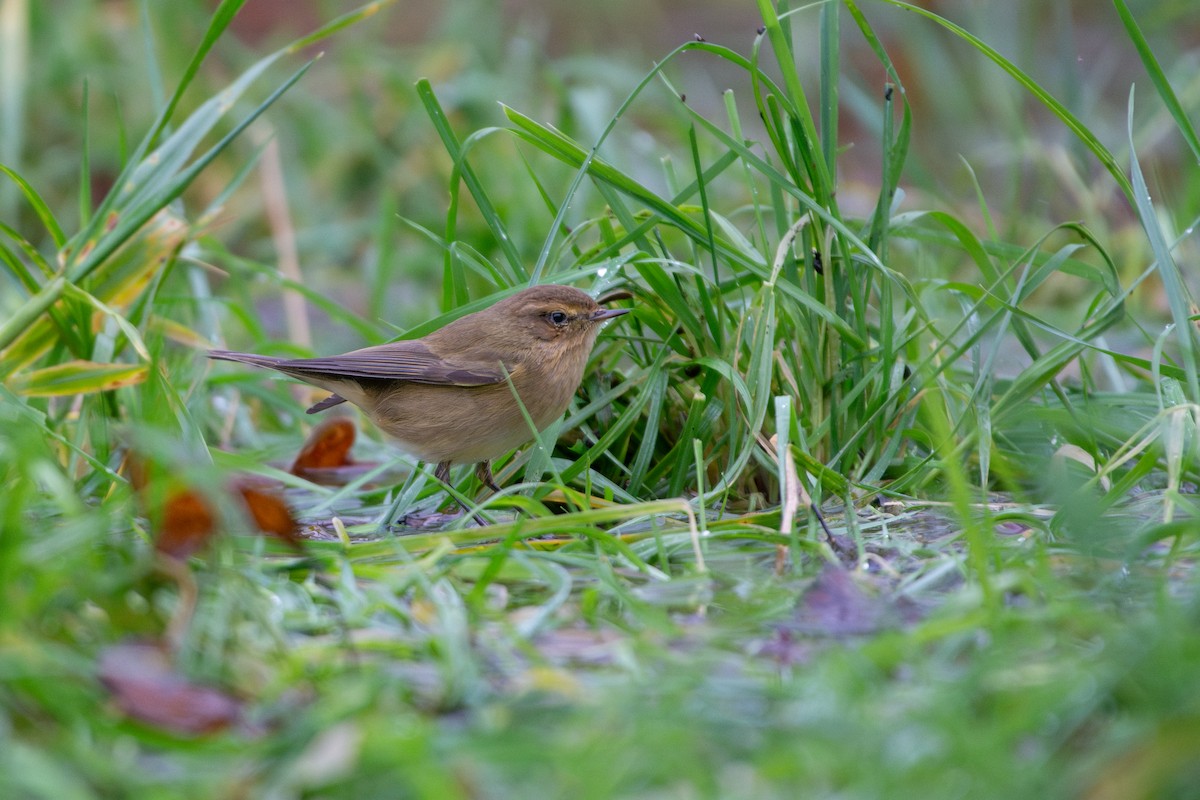 Luì piccolo - ML646545457