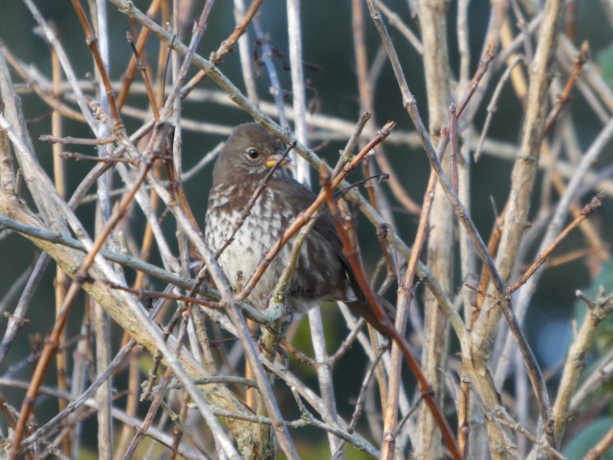 Пестрогрудая овсянка - ML646545459