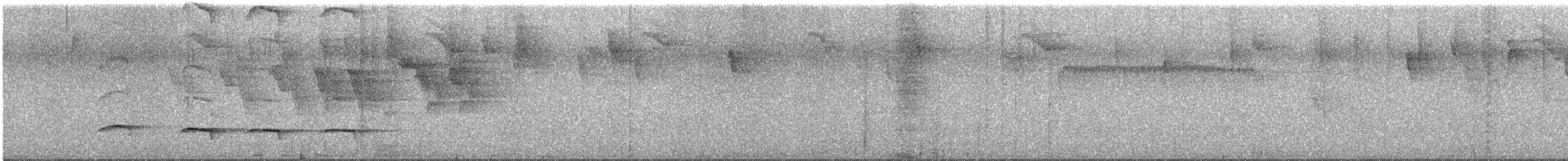 White-bellied Antpitta - ML646545460