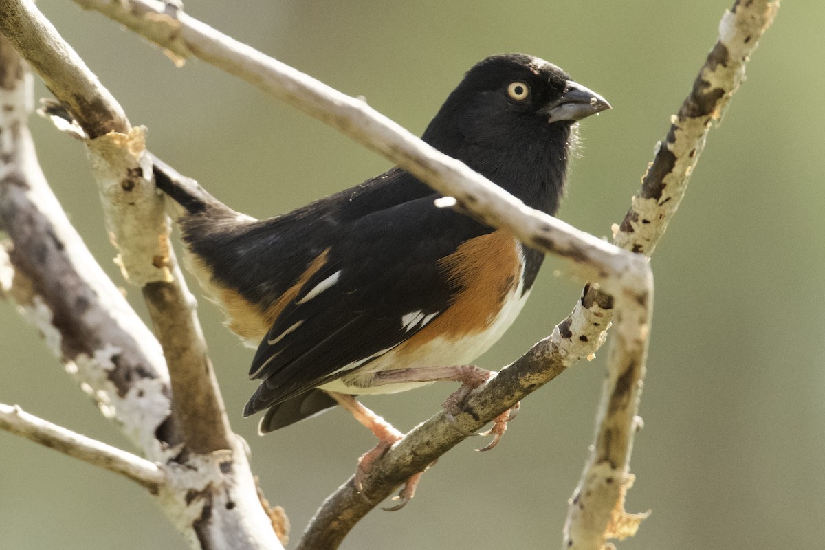 Toquí Flanquirrufo - ML646545461