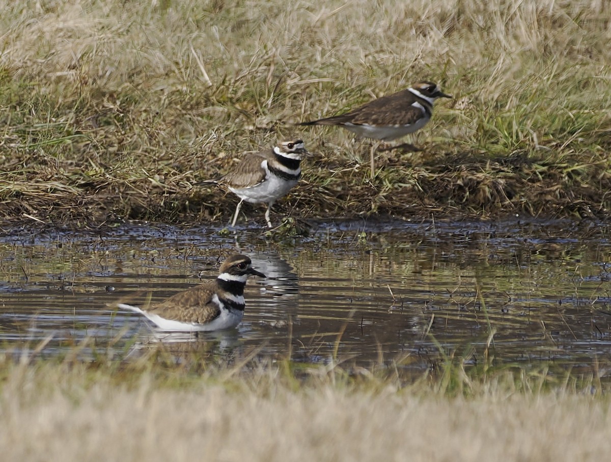 Killdeer - ML646545462