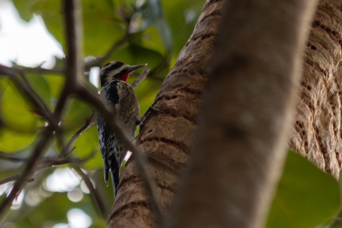 Sarı Karınlı Ağaçkakan - ML646545463