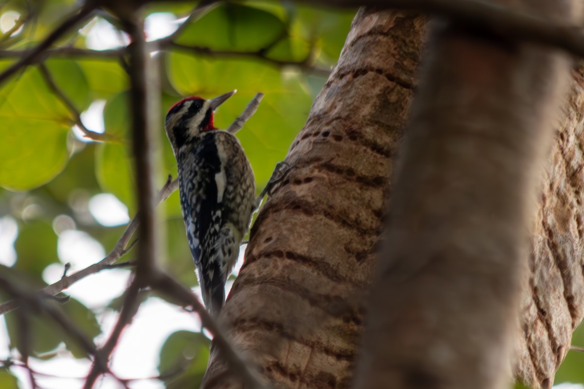 Sarı Karınlı Ağaçkakan - ML646545464