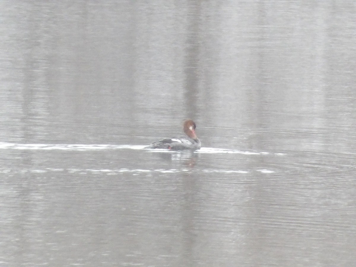 Большой крохаль - ML646545465