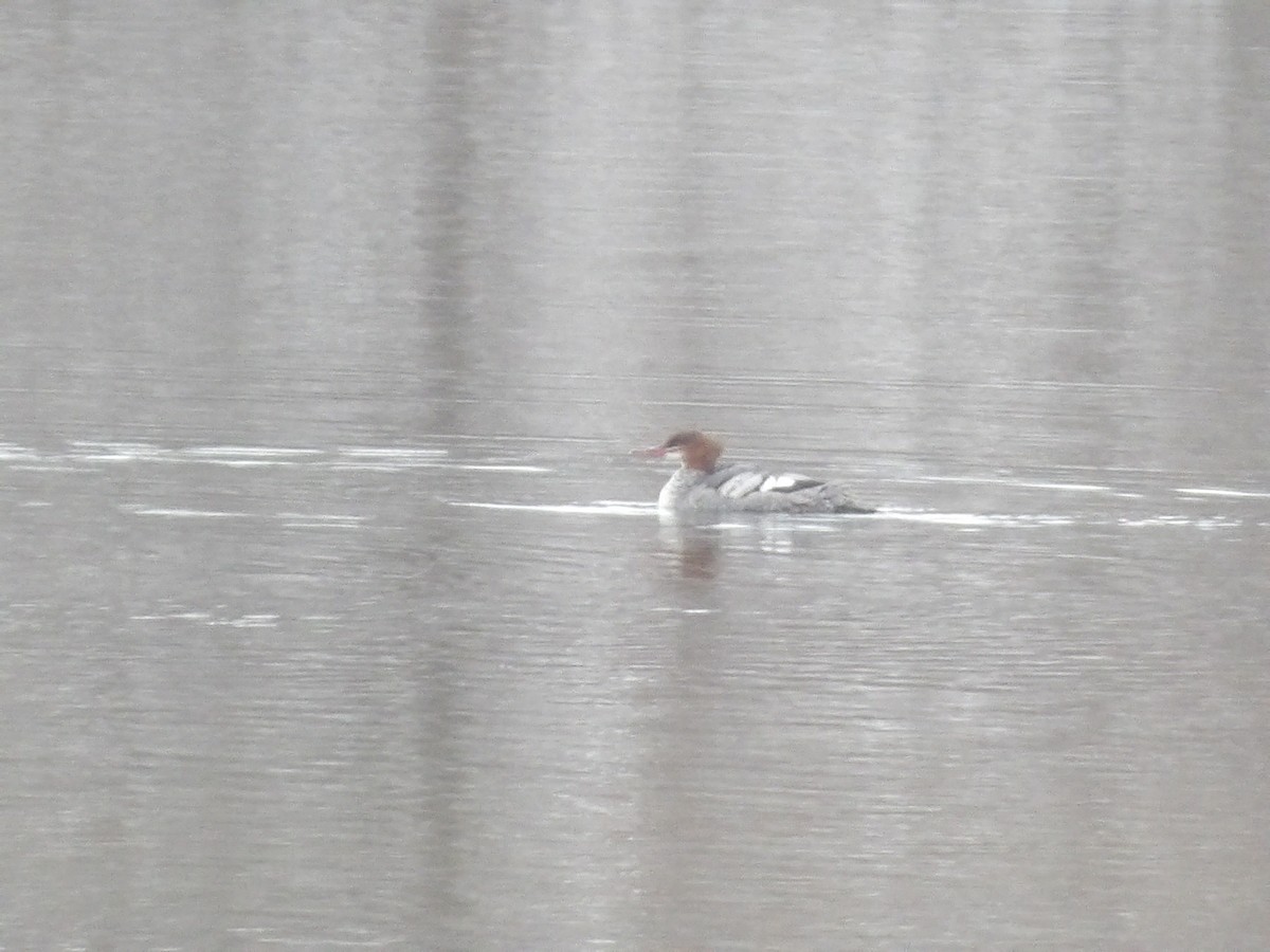 Большой крохаль - ML646545466