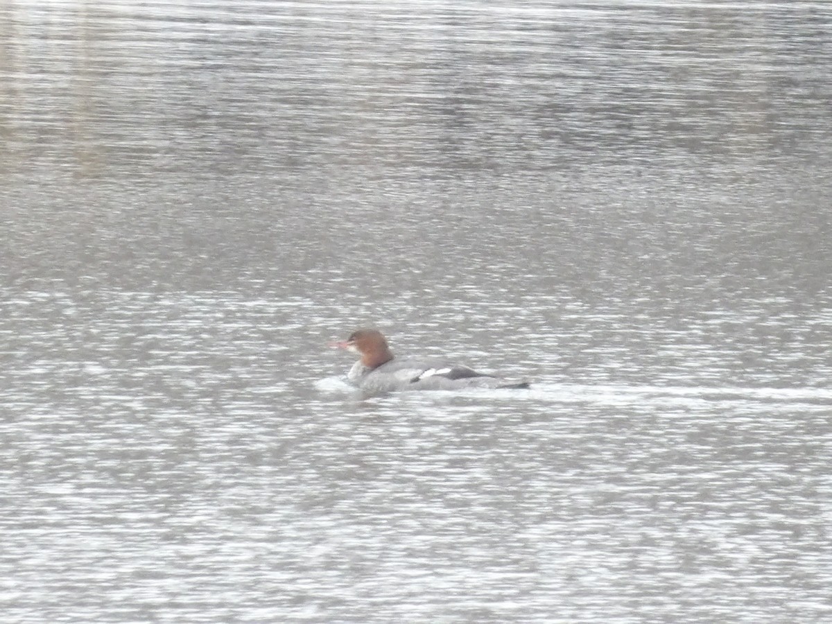 Большой крохаль - ML646545468