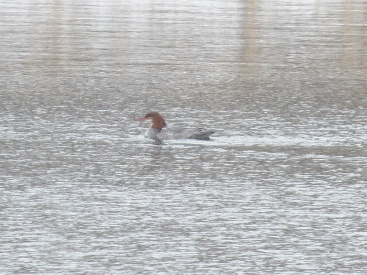 Большой крохаль - ML646545469