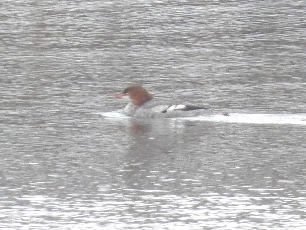 Большой крохаль - ML646545470