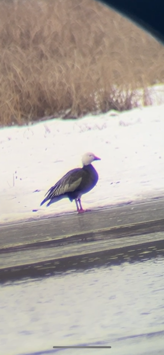 Snow Goose - ML646545471