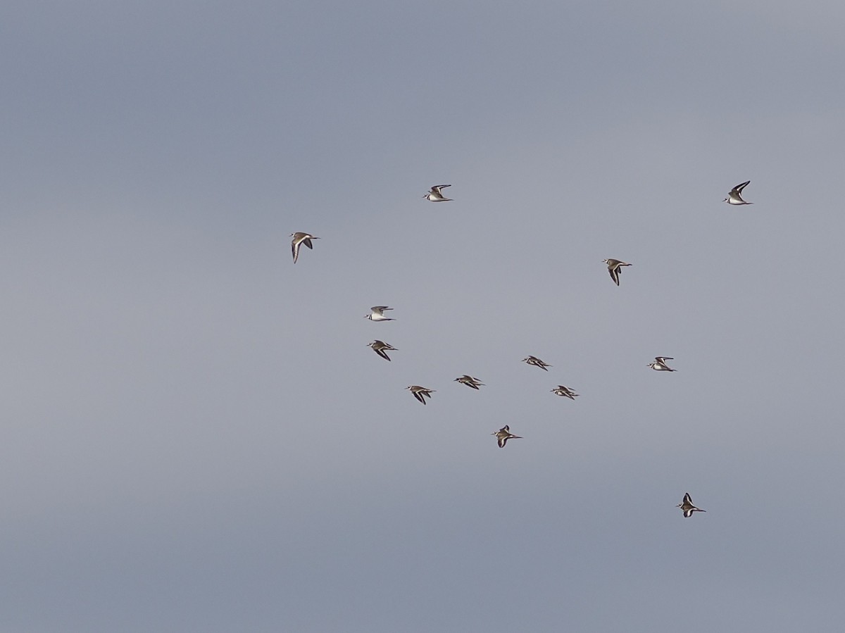 Killdeer - ML646545472