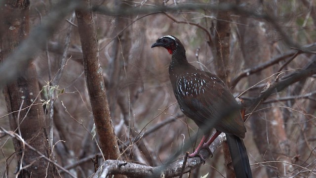 White-browed Guan - ML646545477