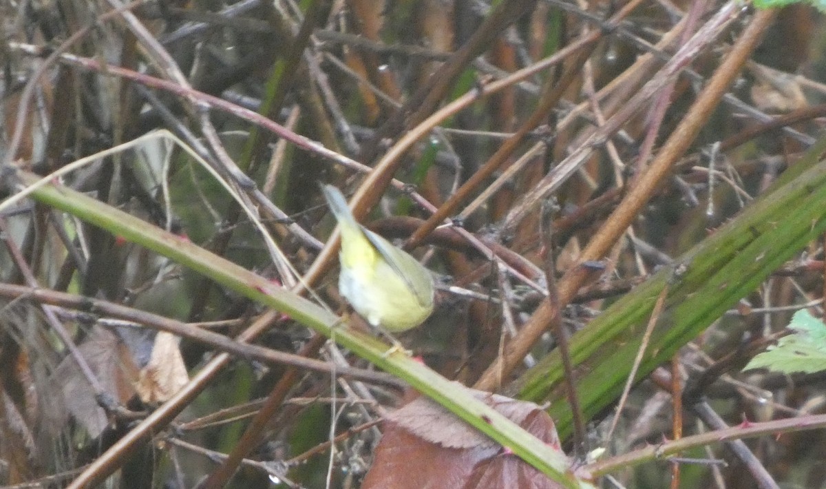 Рыжешапочная древесница - ML646545478