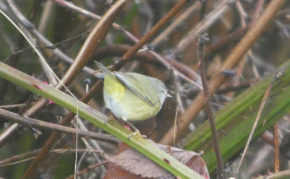 Рыжешапочная древесница - ML646545479