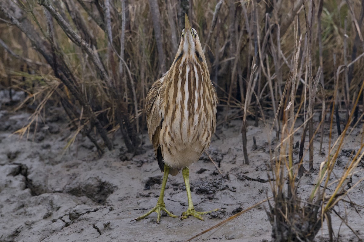 American Bittern - ML646545481