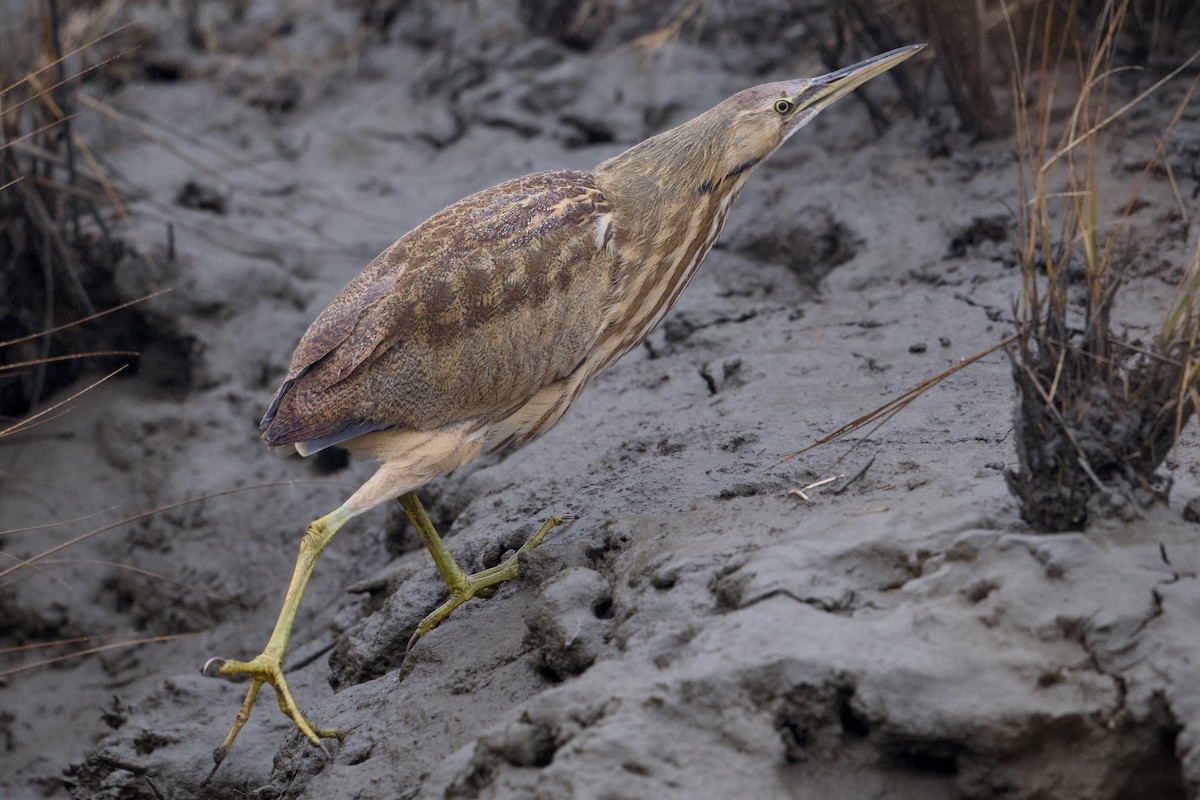 American Bittern - ML646545482