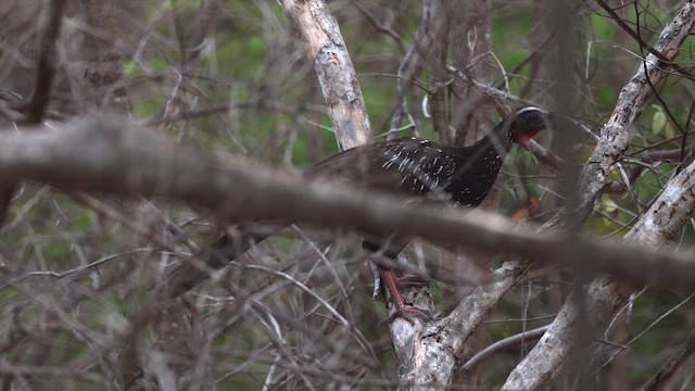 White-browed Guan - ML646545484