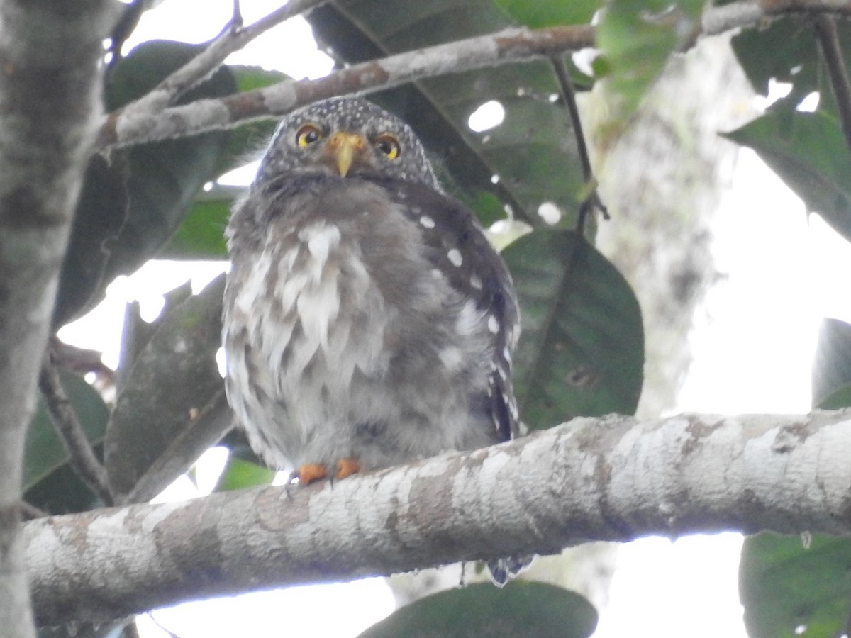 Subtropical Pygmy-Owl - ML646545486