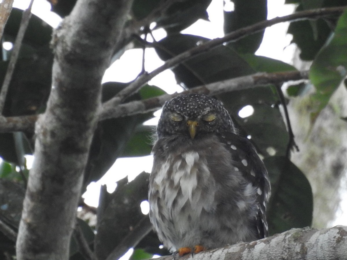 Subtropical Pygmy-Owl - ML646545487
