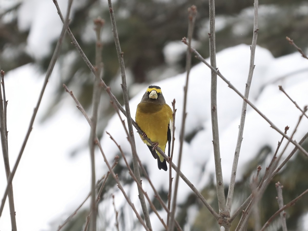 dlask žlutočelý - ML646545491